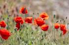 Montefrio, Granada, Andalusia, Spain. Wild poppies growing. Art Print